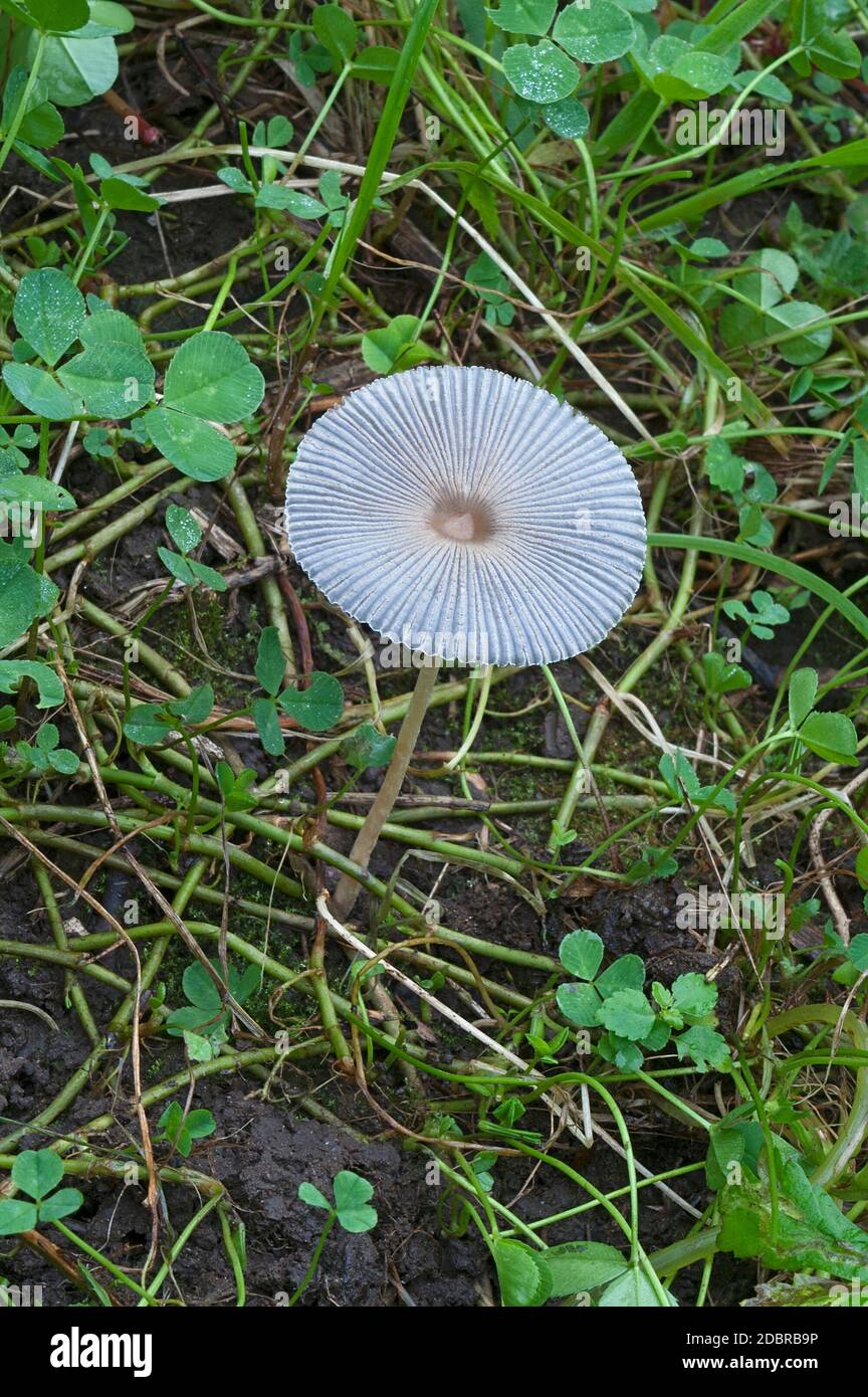 Pleated inkap mushroom (Parasola plicatilis). Another scientific name for this fungus is Coprinus plicatilis Stock Photo