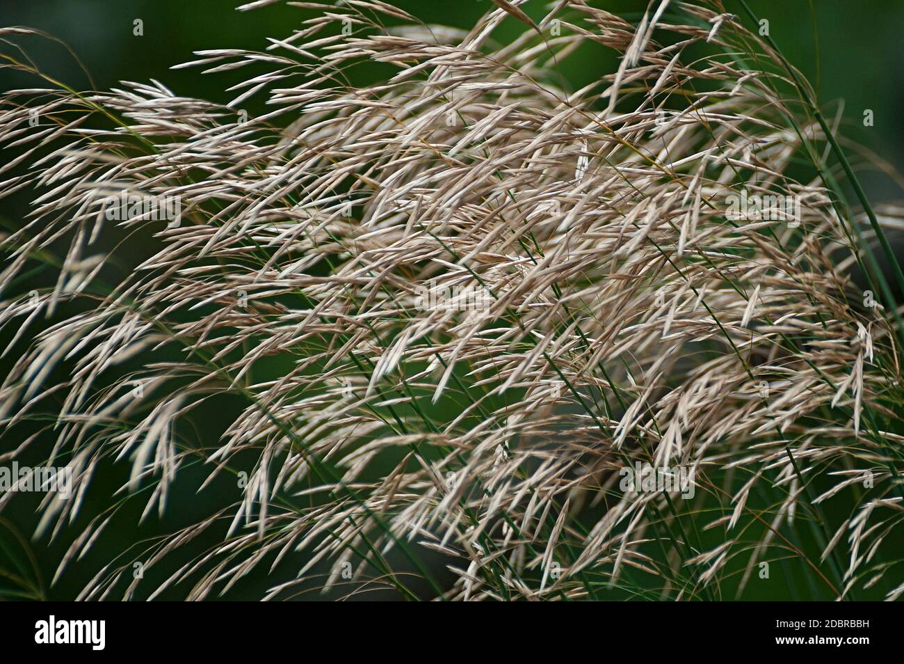 Smooth brome grass (Bromopsis inermis). Called Awnless brome grass and Hungarian brome grass also. Another scientific name is Bromus inermis Stock Photo
