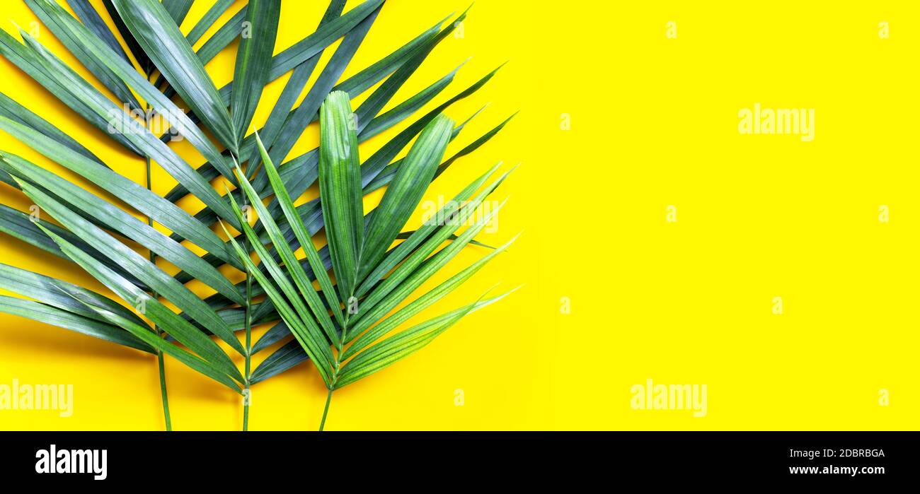 Tropical palm leaves on yellow background. Copy space Stock Photo - Alamy
