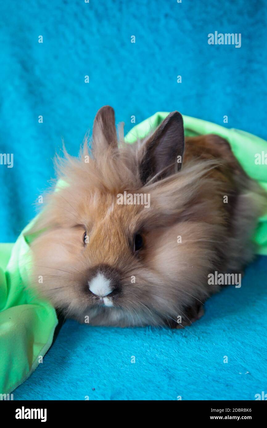 Photo shoot with a young dwarf rabbit Stock Photo Alamy