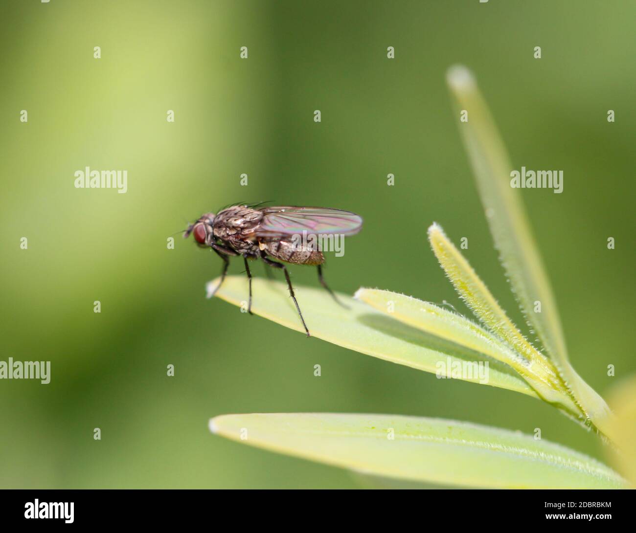 Macro of a fly sitting on a plant. Stock Photo
