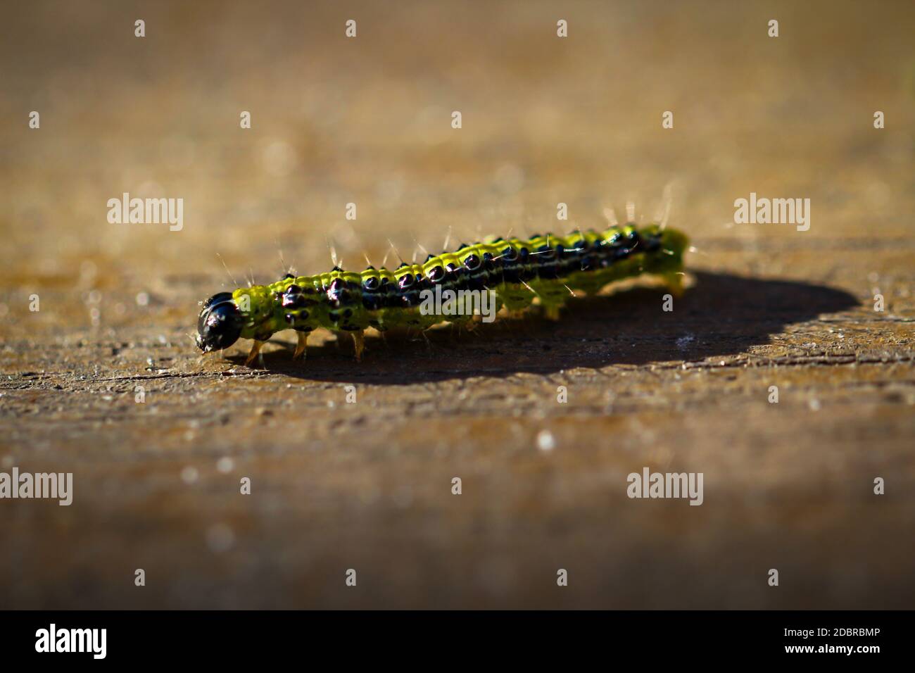 Closeup of a caterpillars caterpillar. These larvae can destroy entire