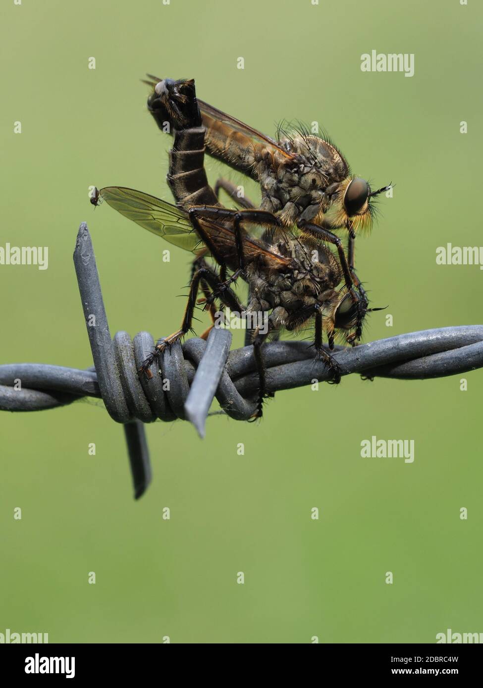 Predatory flies mating Stock Photo