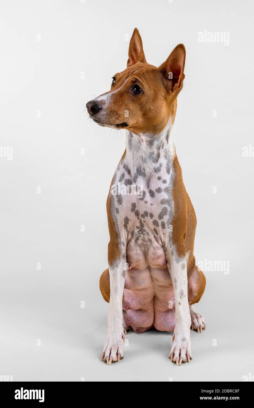 Basenji oder Kongo-Terrier (Canis lupus familiaris), Weibchen, 4 Jahre, rot-weiß, sitzend, Studioaufnahme, heller Hintergrund, Österreich Stock Photo
