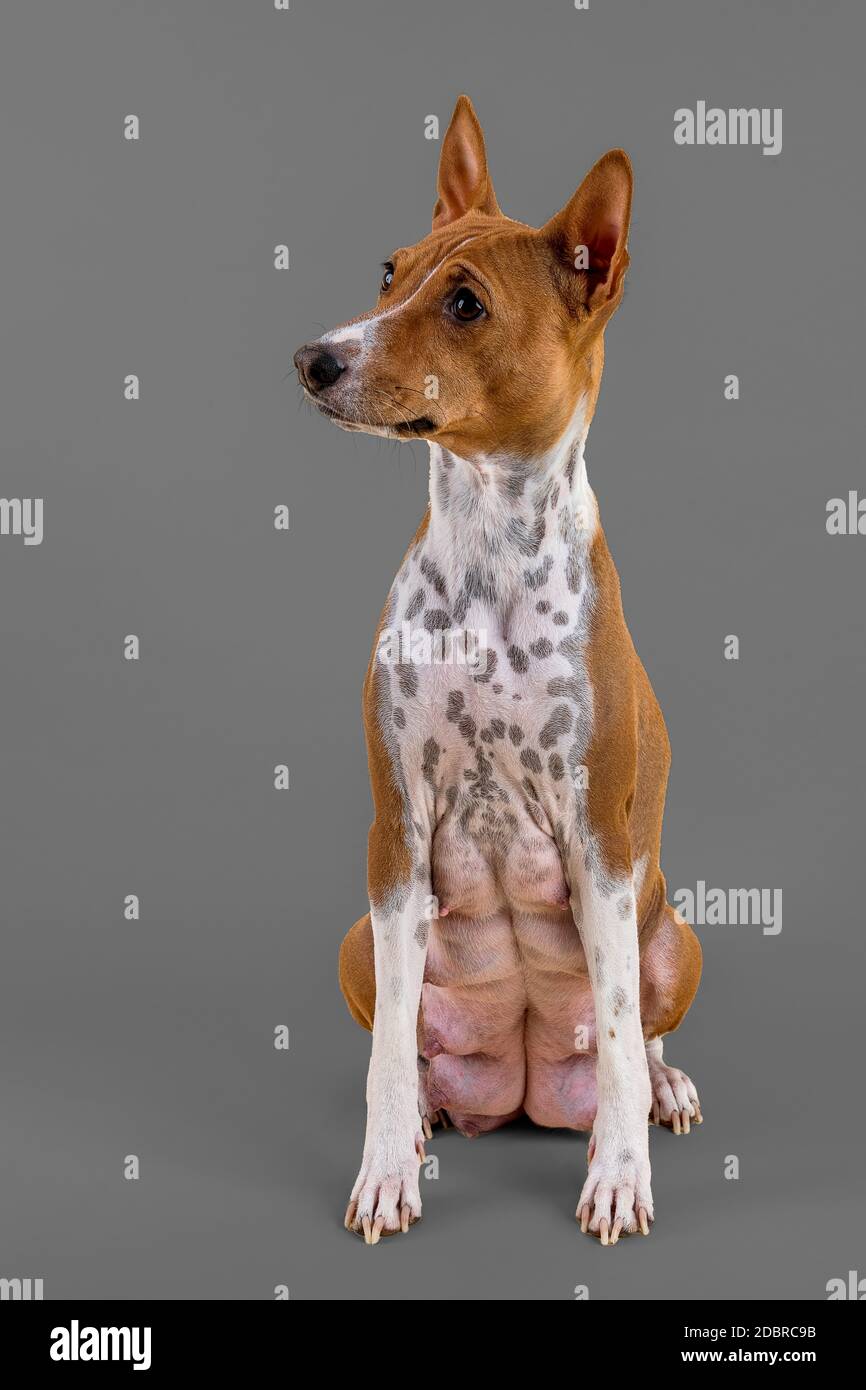 Basenji oder Kongo-Terrier (Canis lupus familiaris), Weibchen, 4 Jahre, rot-weiß, sitzend, Studioaufnahme, heller Hintergrund, Österreich Stock Photo