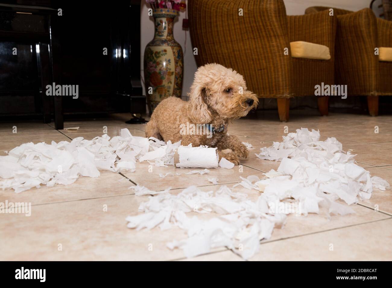 Naughty dog destroyed tissue roll into pieces when home alone Stock Photo Alamy