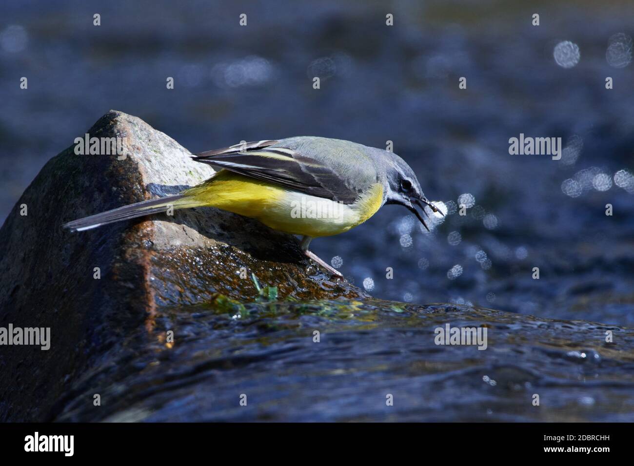 Grey wagtail in spring in a river in saxon. Stock Photo