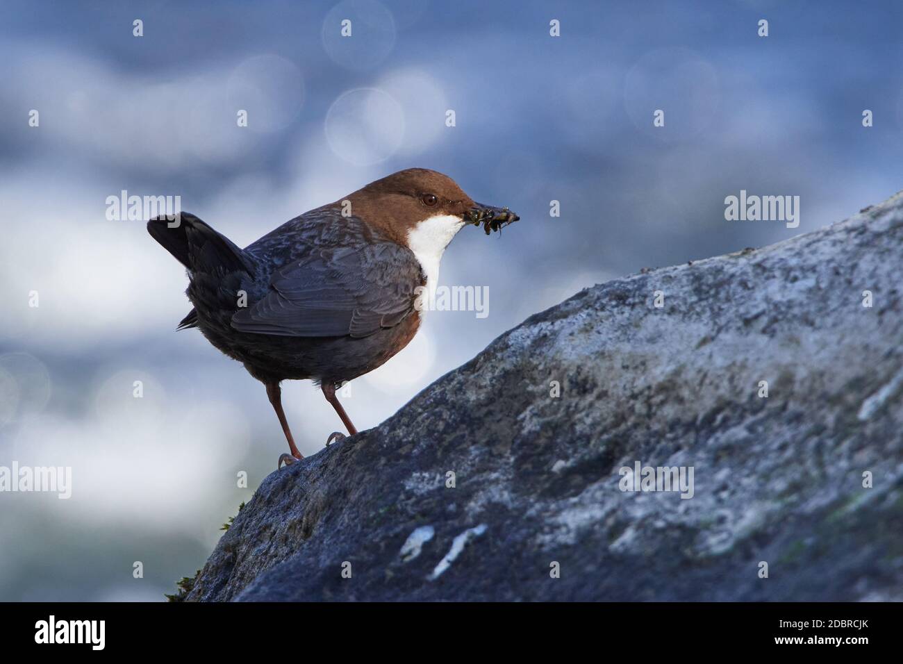 White-throated dipper in spring in saxon Stock Photo