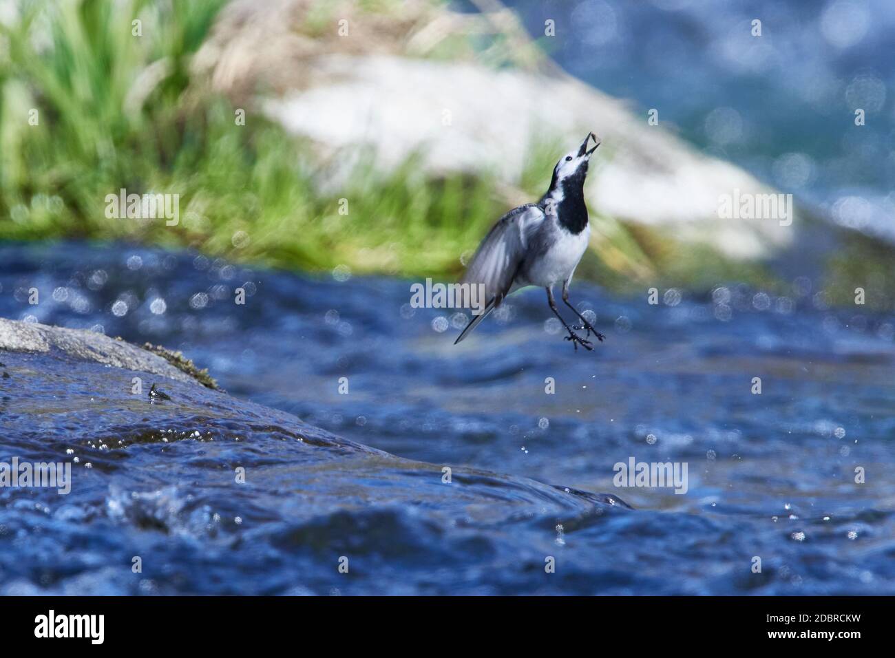 White wagtail looking for food in a river Stock Photo
