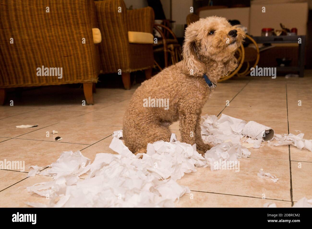 Destroyed dog toy hires stock photography and images Alamy