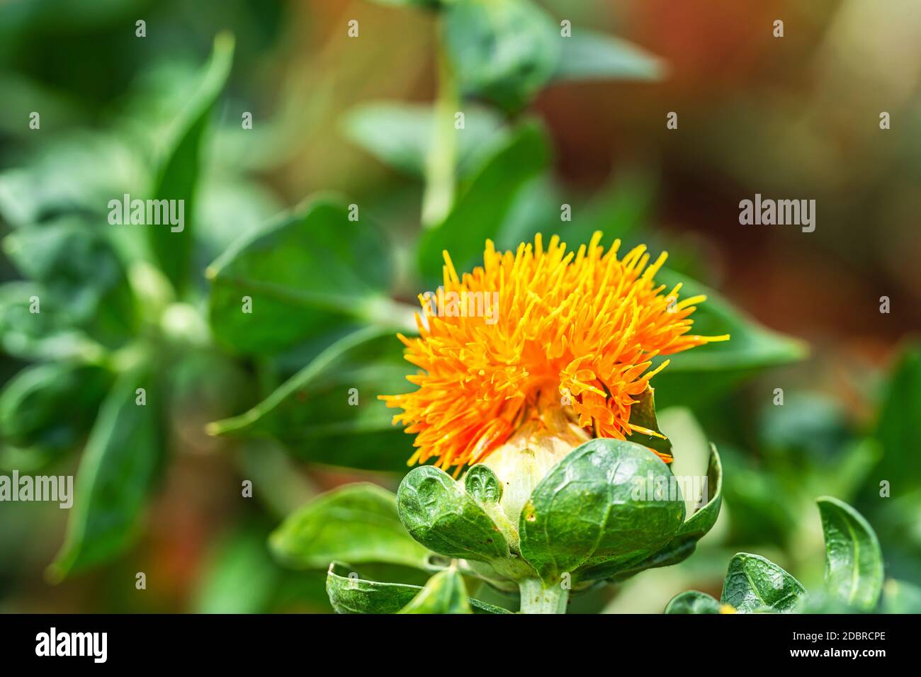 Safflower (Carthamus tinctorius,False saffron) has begun to bloom and buds of Safflowers plant