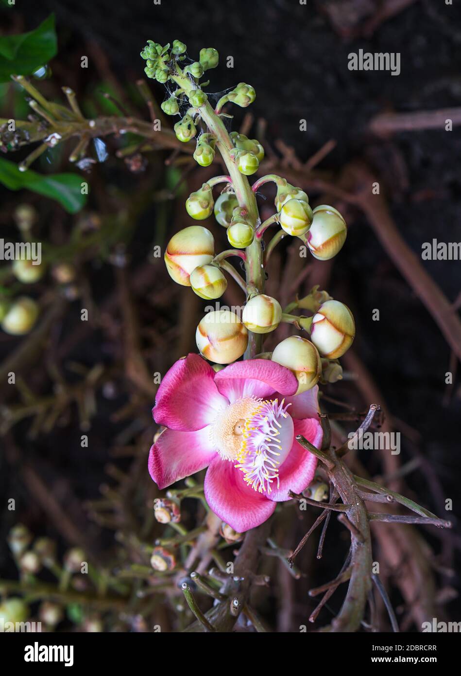 Close-up of Shorea robusta or Cannonball flower (Couroupita guianensis) on the tree Stock Photo