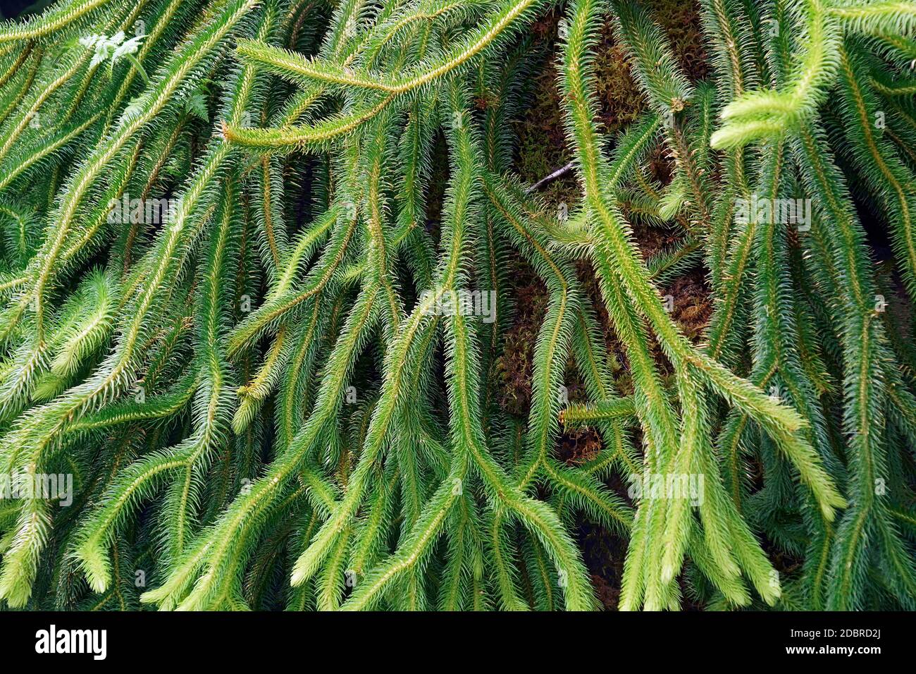Rock tassel fern (Phlegmariurus squarrosus). Called Water tassel fern also Stock Photo
