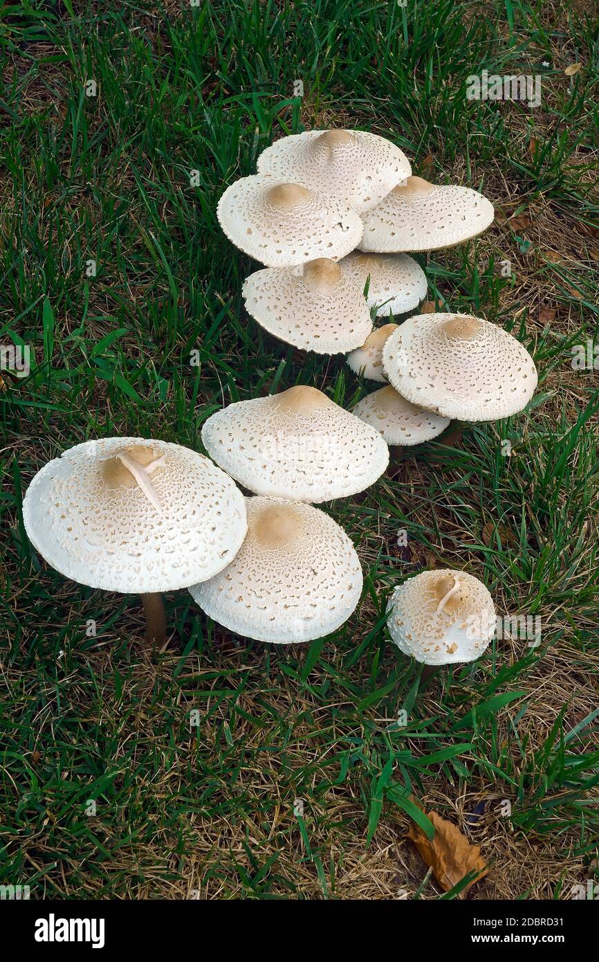 False parasol mushroom (Chlorophyllum molybdites). Called Greenspored