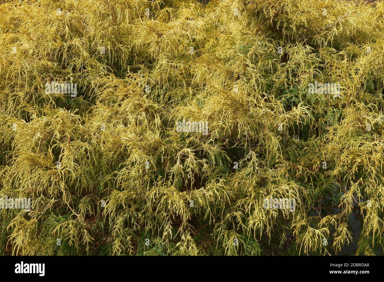 Gold dwarf threadleaf false cypress (Chamaecyparis pisifera Filifera Aurea Nana) Stock Photo