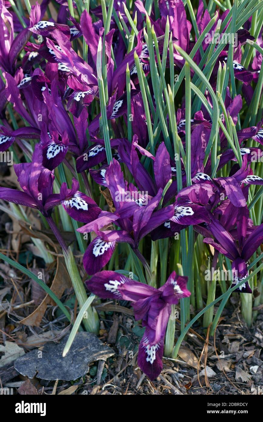 Pauline Dwarf Iris (Iris ‘Pauline’). Hybrid between Iris reticulata and Iris histrioides. Stock Photo