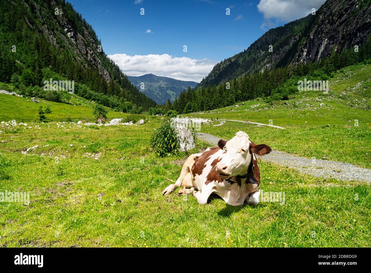 Dairy Cattle On Pasture, mountain cow resting on meadow Stock Photo