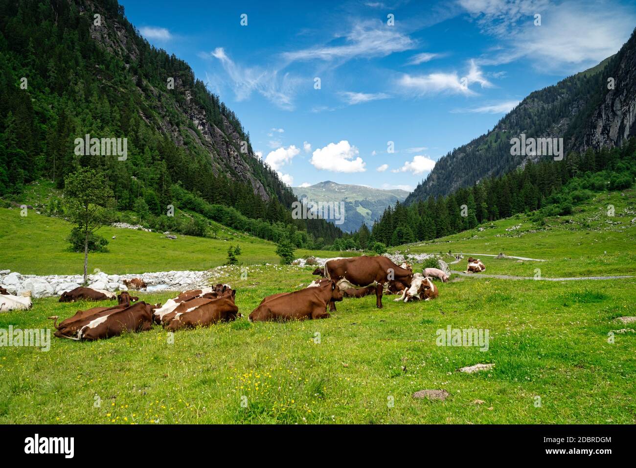 Dairy Cattle On Pasture, mountain cow resting on meadow Stock Photo