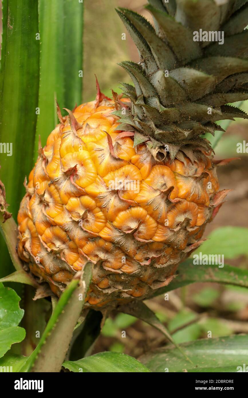 Close up of young ripening pineapple in tropical jungle on Bali island. Pineapple Comosus ripens and acquires orange color. Sweet, sour and juicy tast Stock Photo