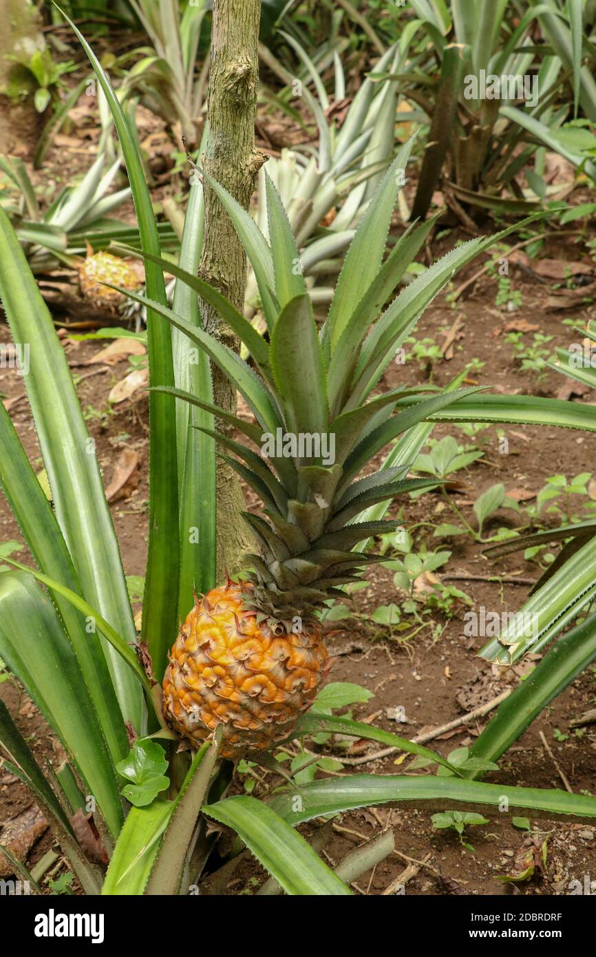 Young pineapple ripens in tropical jungle on Bali island. Pineapple comosus ripens and acquires orange color. Extra Sweet Tropical Fruit Nanas Madu. O Stock Photo