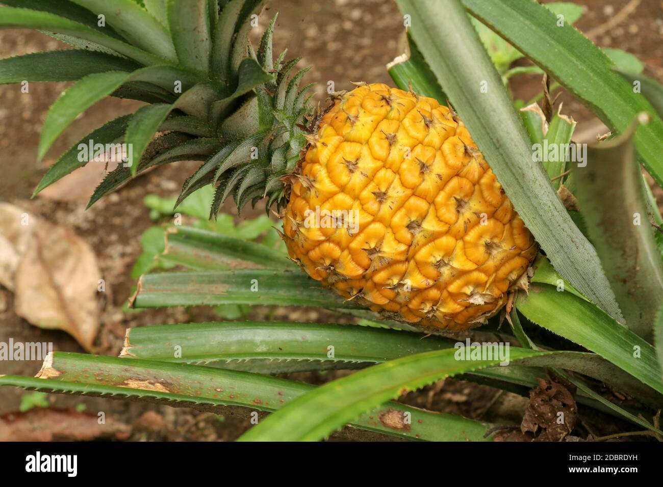 Close up of young ripening pineapple in tropical jungle on Bali island. Pineapple Comosus ripens and acquires orange color. Sweet, sour and juicy tast Stock Photo
