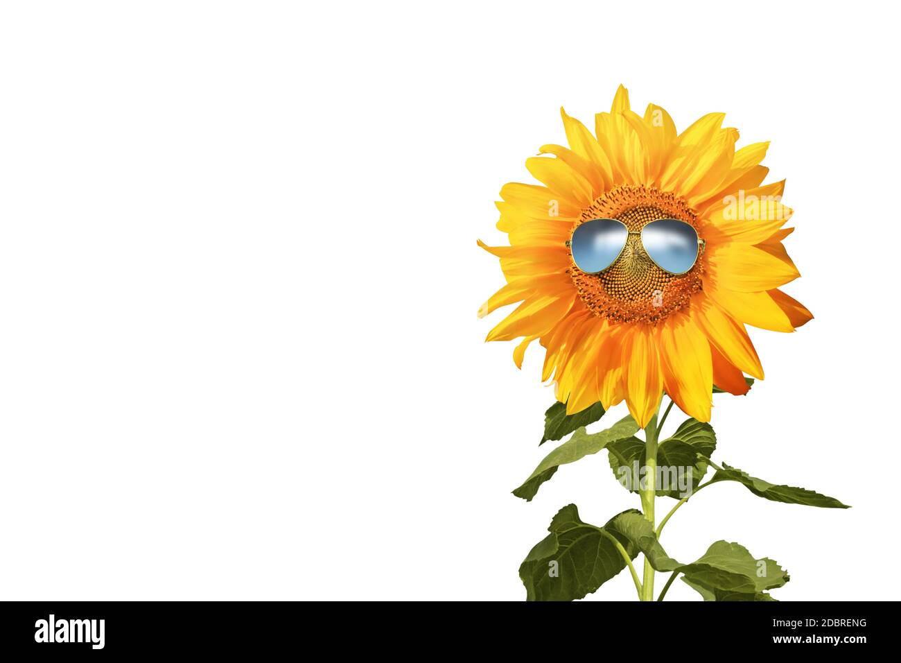 Hello sunny day sunflower wear sun glasses Vector Image
