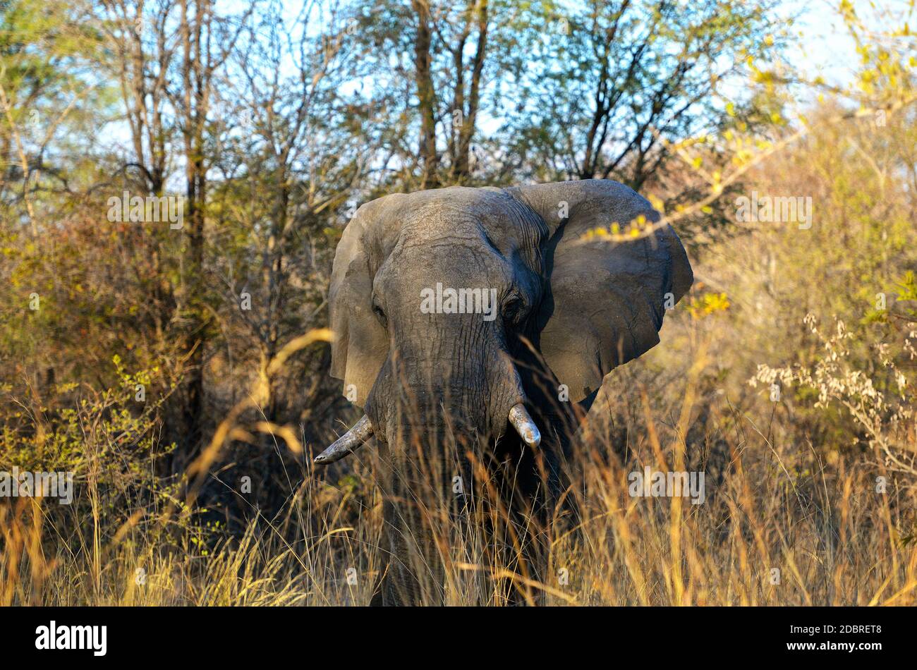 Big elephant on the Okavango River in Botswana Stock Photo
