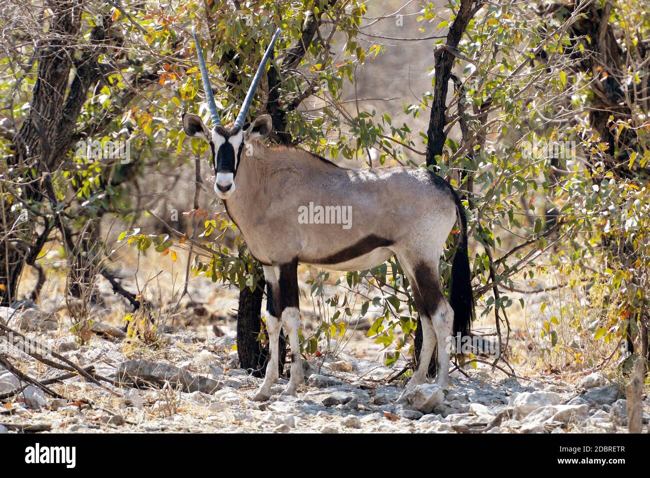 Oryx in Etosha National Park in Namibia Stock Photo