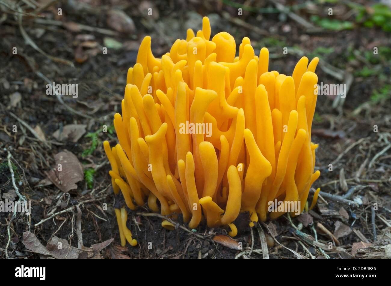 Golden spindles (Clavulinopsis fusiformis). Called Spindle-shaped yellow coral and Spindle-shaped fairy club also Stock Photo