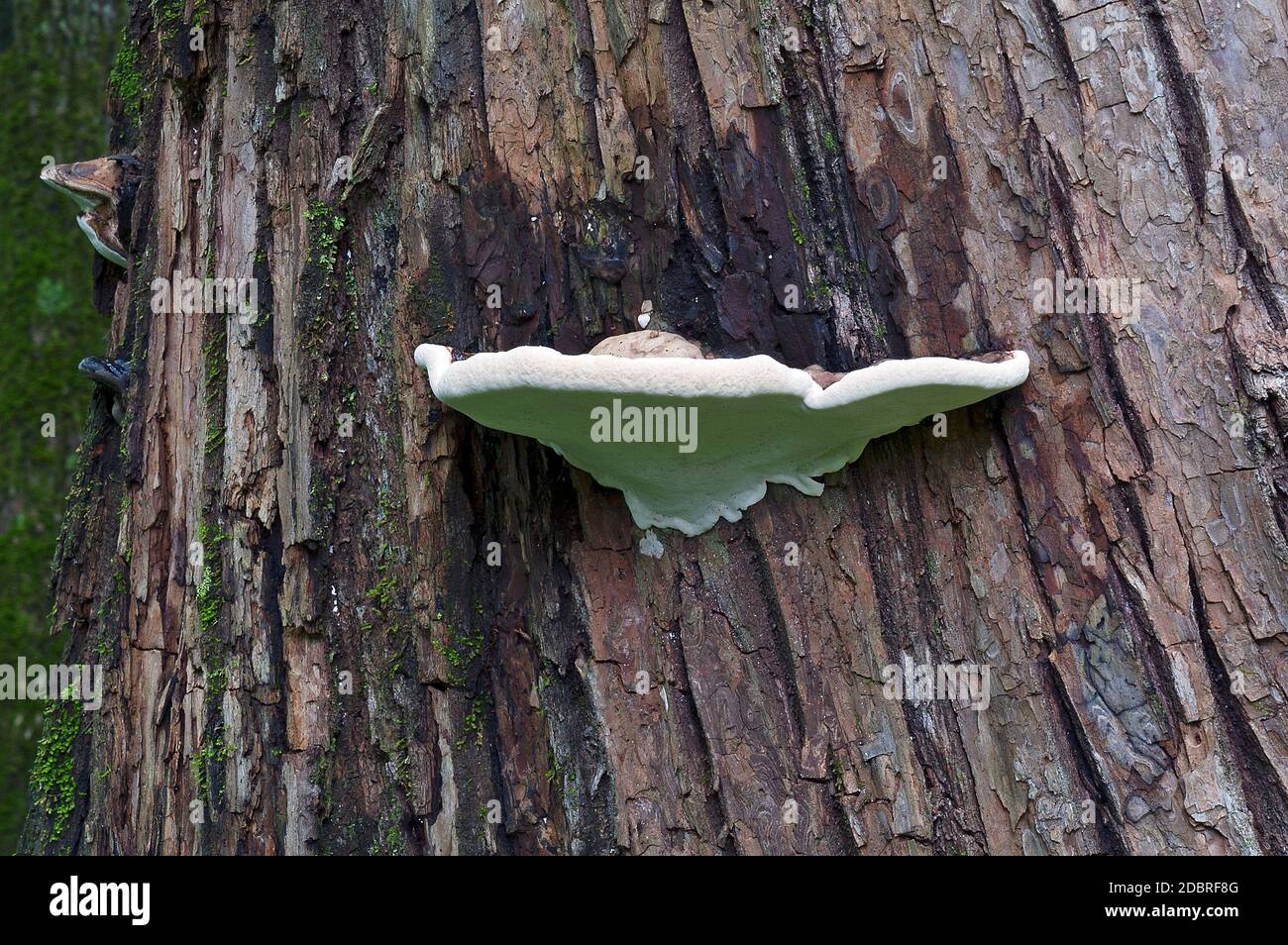 Artist’s conk fungus (Ganoderma applanatum). Called Artist’s bracket ...