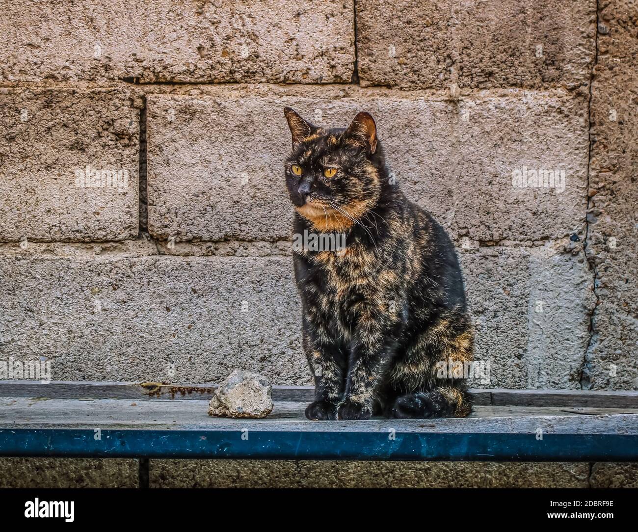 Tortoiseshell cats hi-res stock photography and images - Alamy