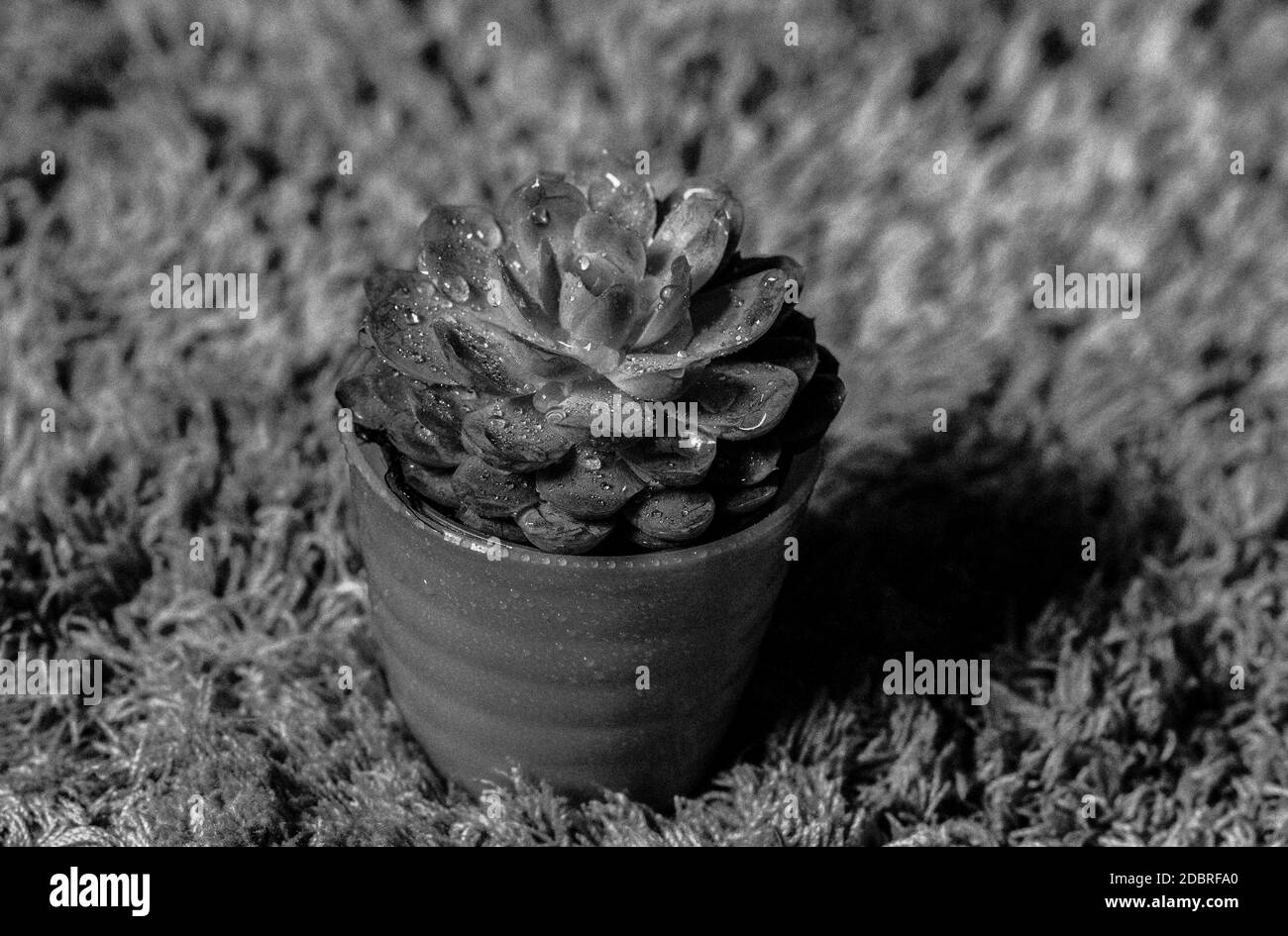 Black and white photo of  cactus Stock Photo