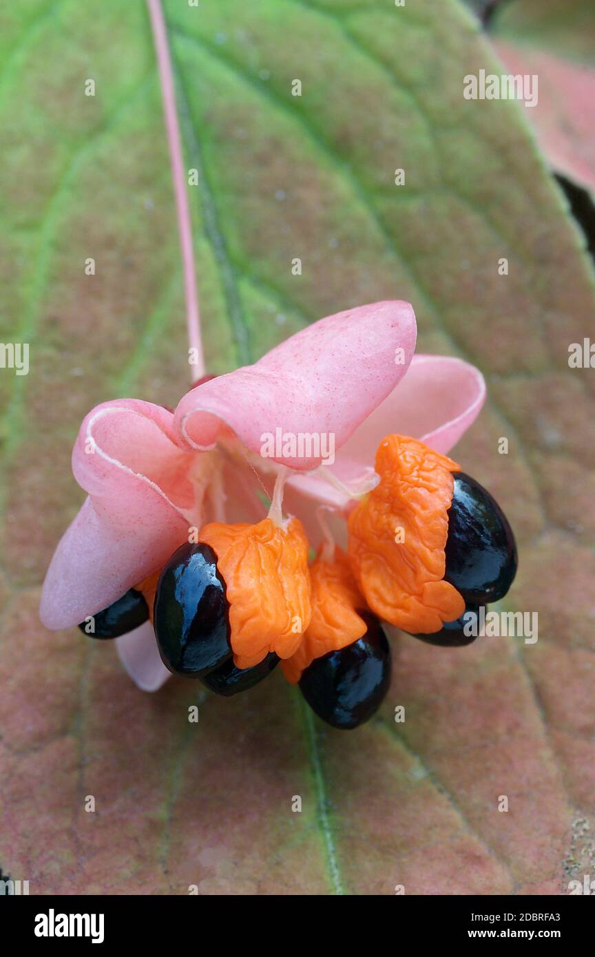 Warty-barked spindle (Euonymus verrucosus) Stock Photo