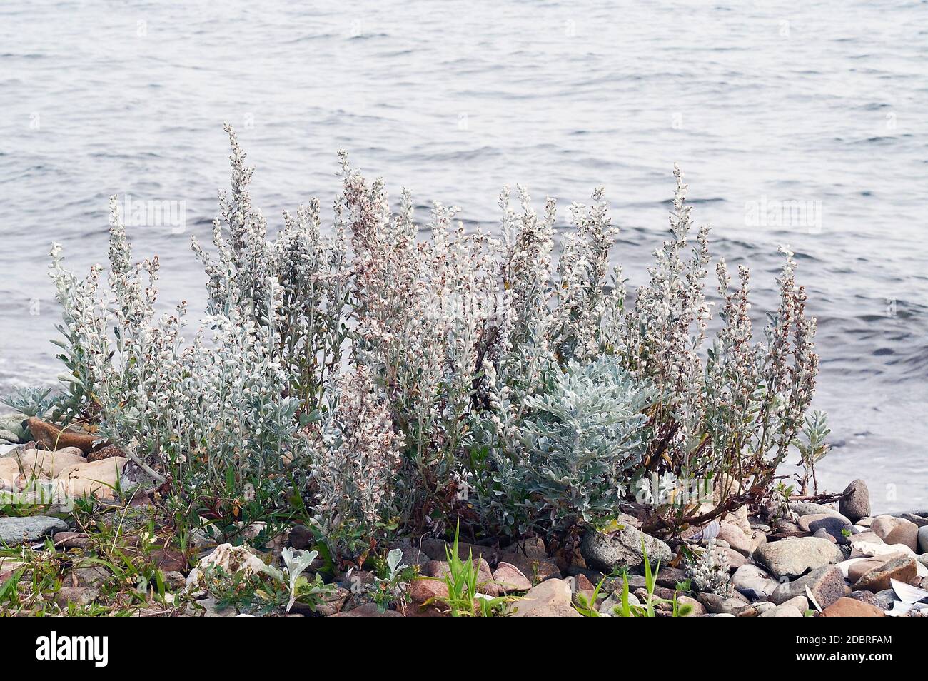 Hoary mugwort (Artemisia stelleriana). Called Dusty Miller, Beach wormwood and Oldwoman also Stock Photo