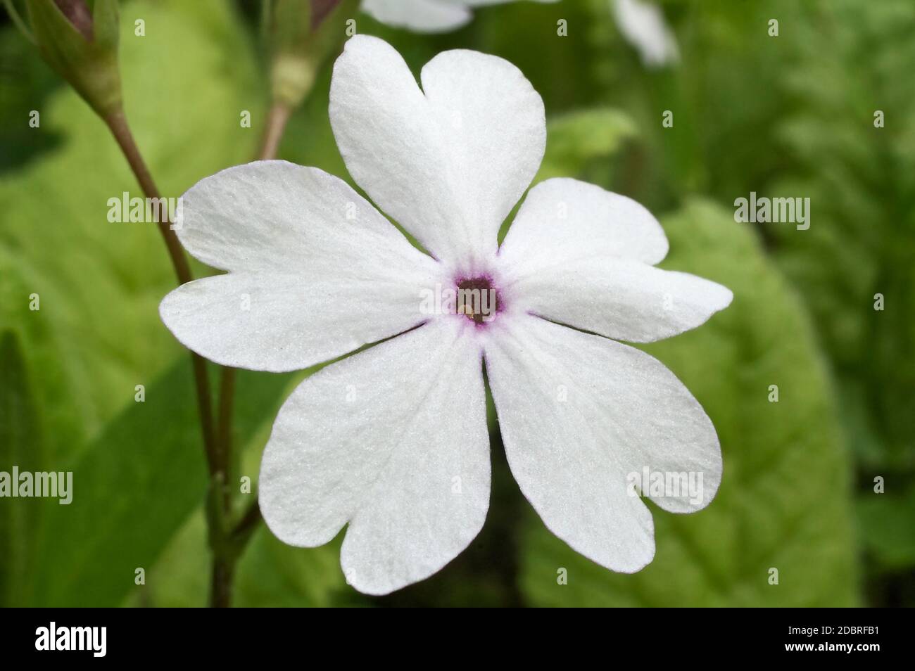 Japanese primrose (Primula sieboldii). Called  Asiatic primrose and Cortusoides primula also Stock Photo