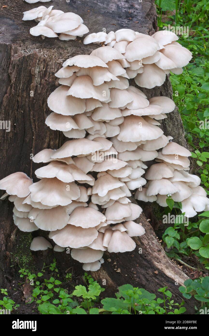Indian oyster mushrooms (Pleurotus pulmonarius). Called Italian oyster, Phoenix mushroom, Pale oyster and Lung oyster also Stock Photo