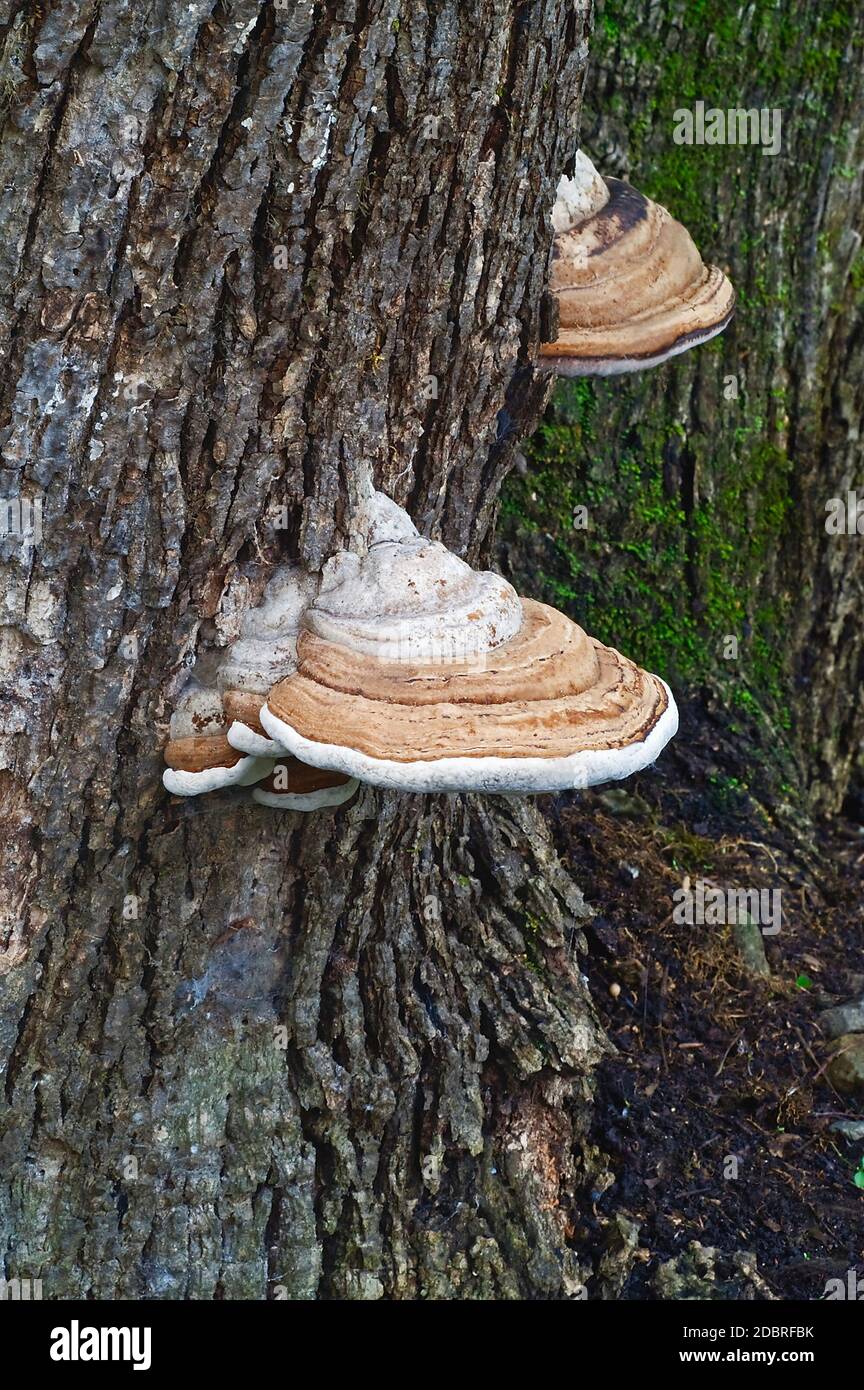 Artist’s conk fungus (Ganoderma applanatum). Called Artist’s bracket ...