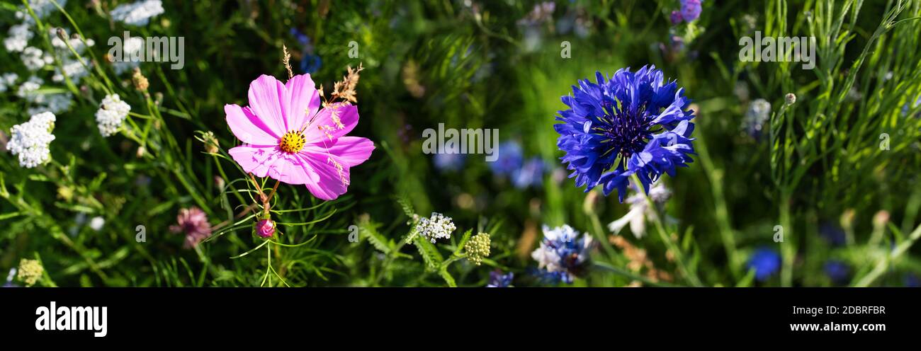 Colorful flowers in a nature meadow in summer. Habitat for insects, wildflowers and wild herbs on a flower field. Horizontal close-up with short depth Stock Photo