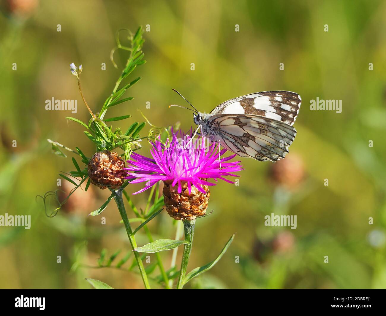 Butterfly sitting on a flower Stock Photo - Alamy