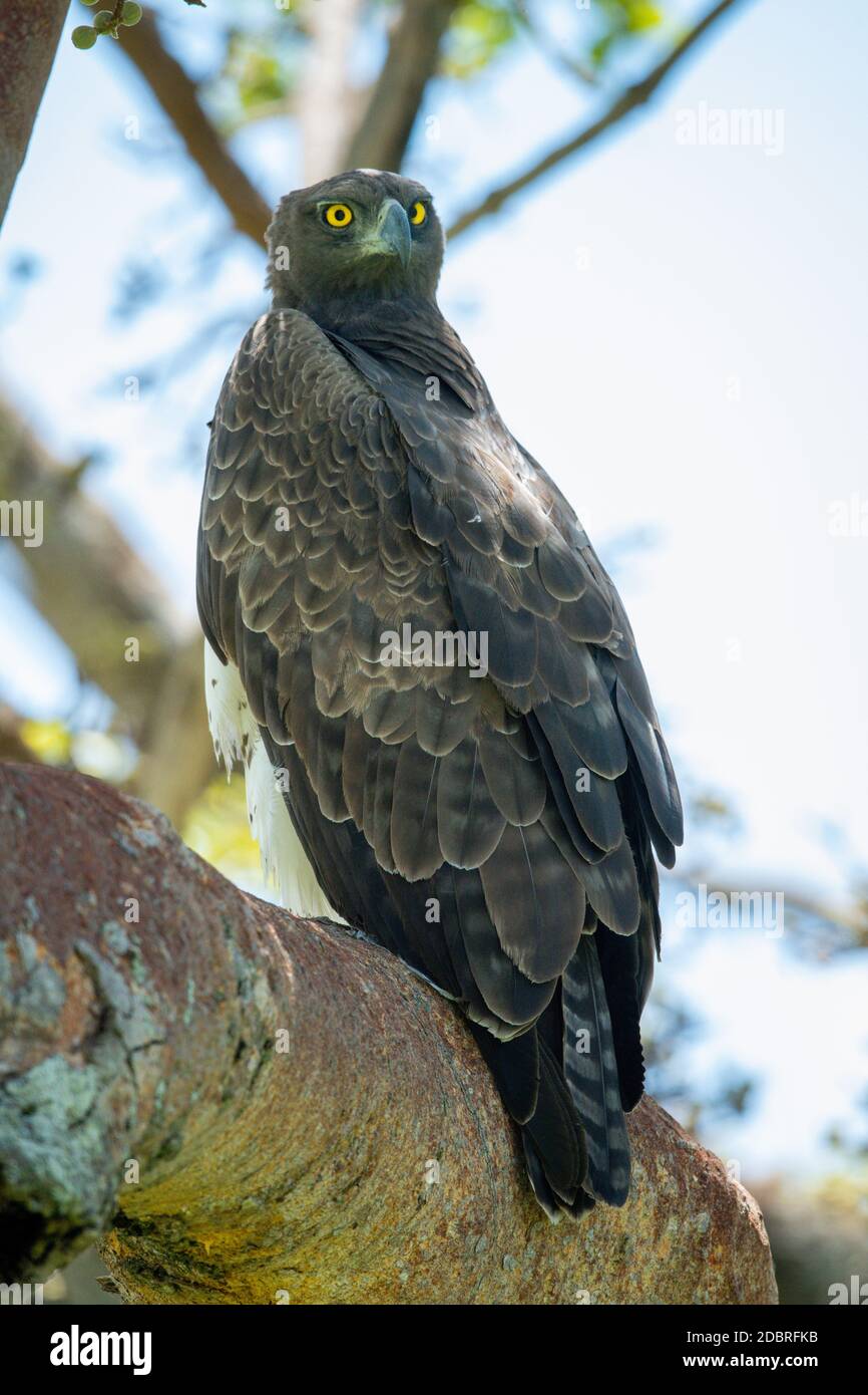 Martial eagle perched on branch looking out Stock Photo