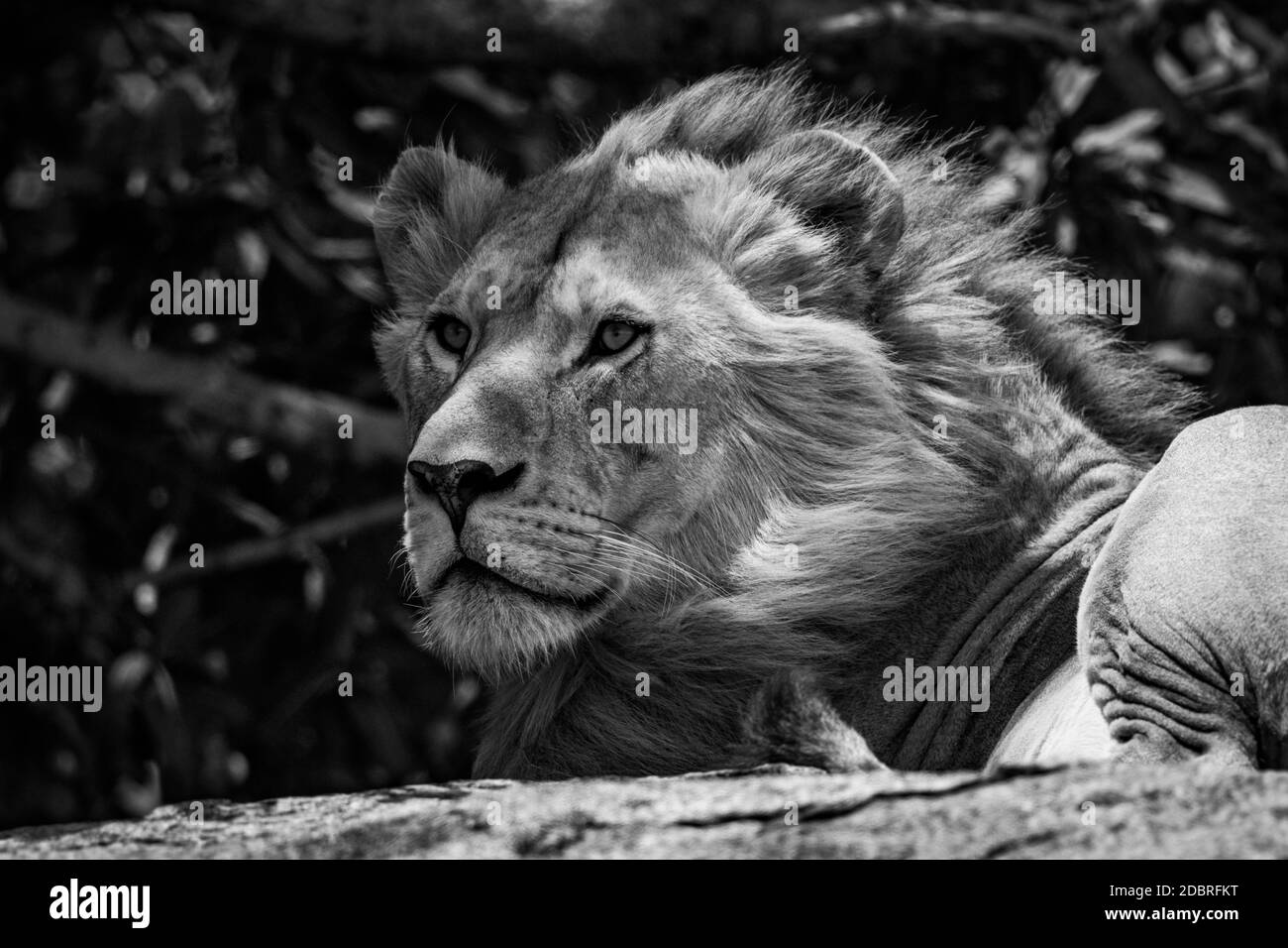Male lion on kopje hi-res stock photography and images - Alamy