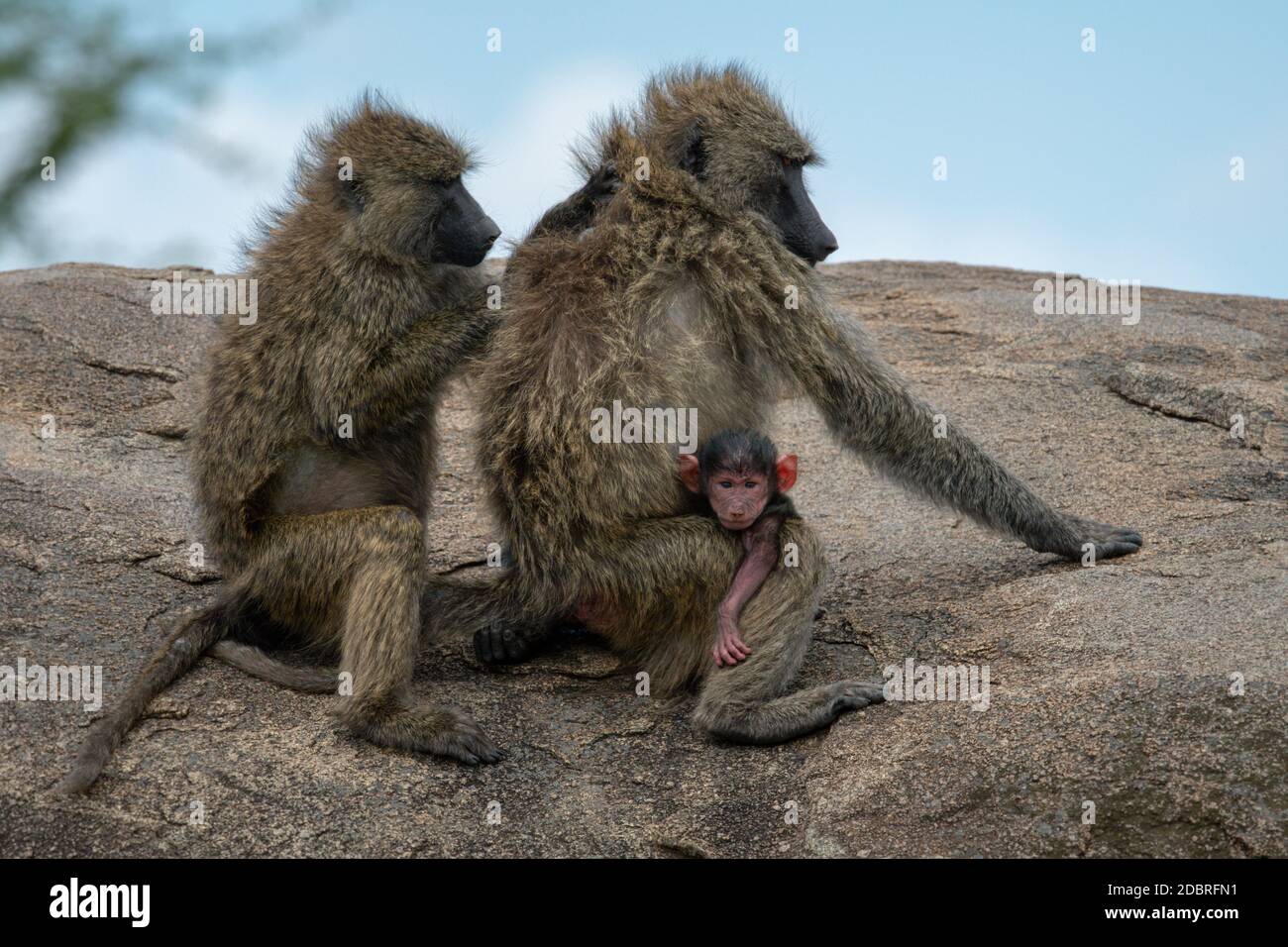 Olive baboon grooms mother with her baby Stock Photo