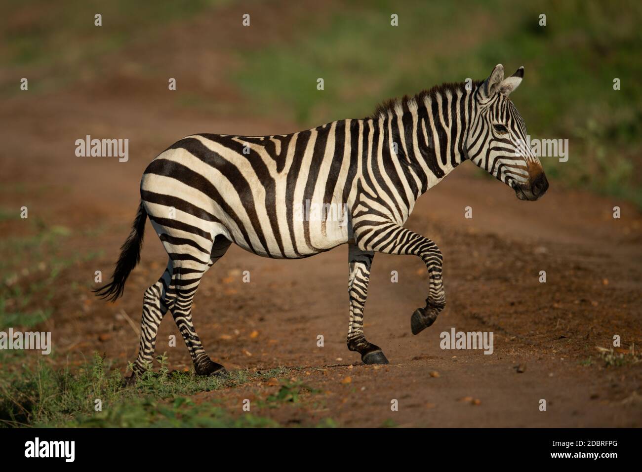 Plains zebra lifts hoof crossing dirt track Stock Photo Alamy