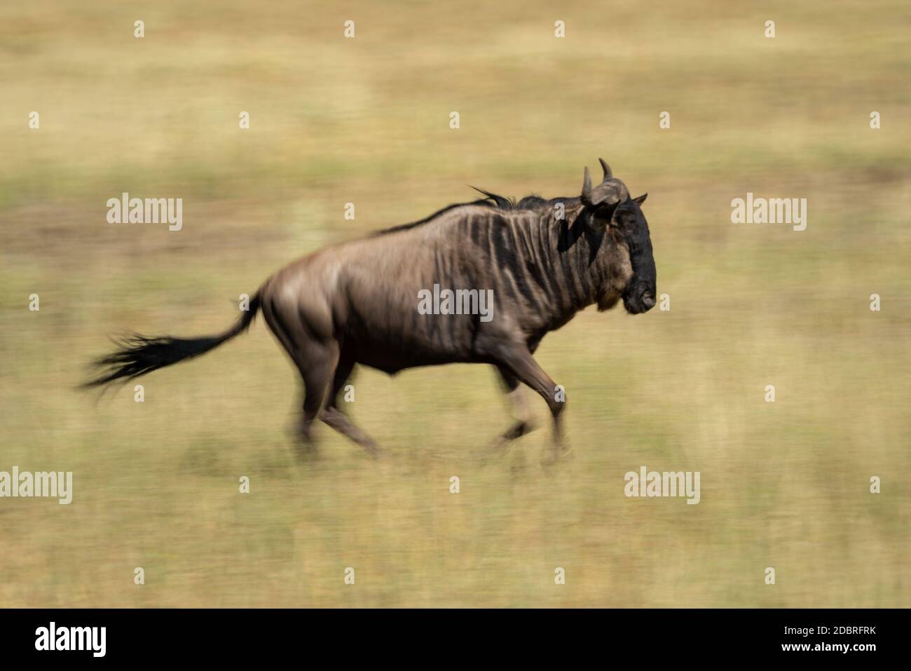 Slow pan of blue wildebeest on savannah Stock Photo