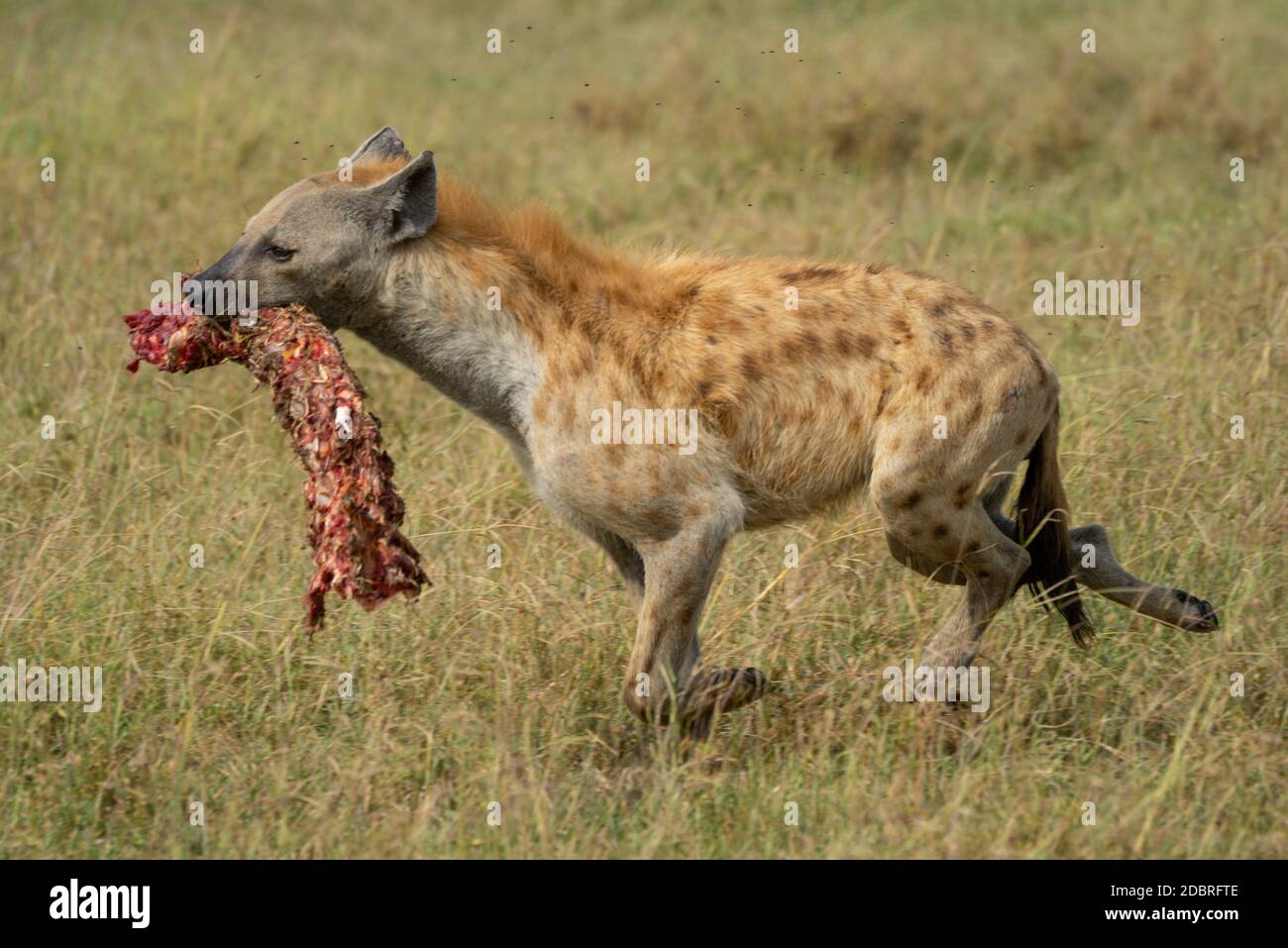 Spotted hyena crosses savannah carrying bloody bones Stock Photo