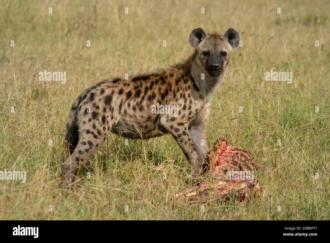 Spotted hyena stands in grass with bones Stock Photo