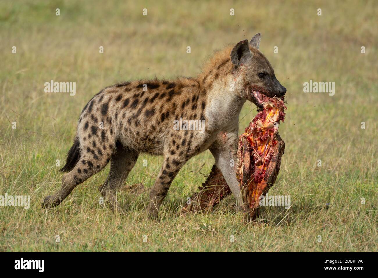 Spotted hyena walks across savannah carrying bones Stock Photo