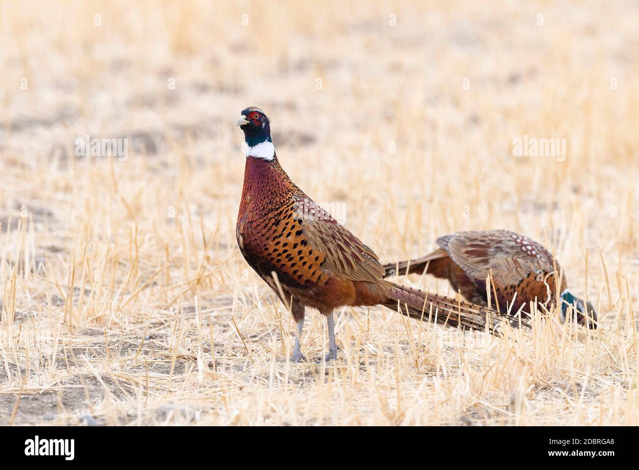 A flock of Pheasants in South Dakota on an autumn day Stock Photo Alamy