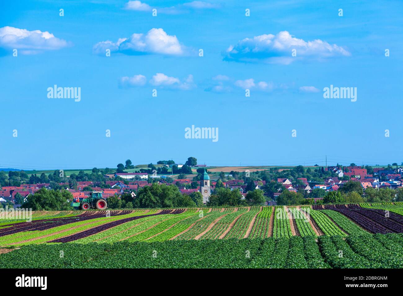 rural village in Germany with salat field in front of church tower ...