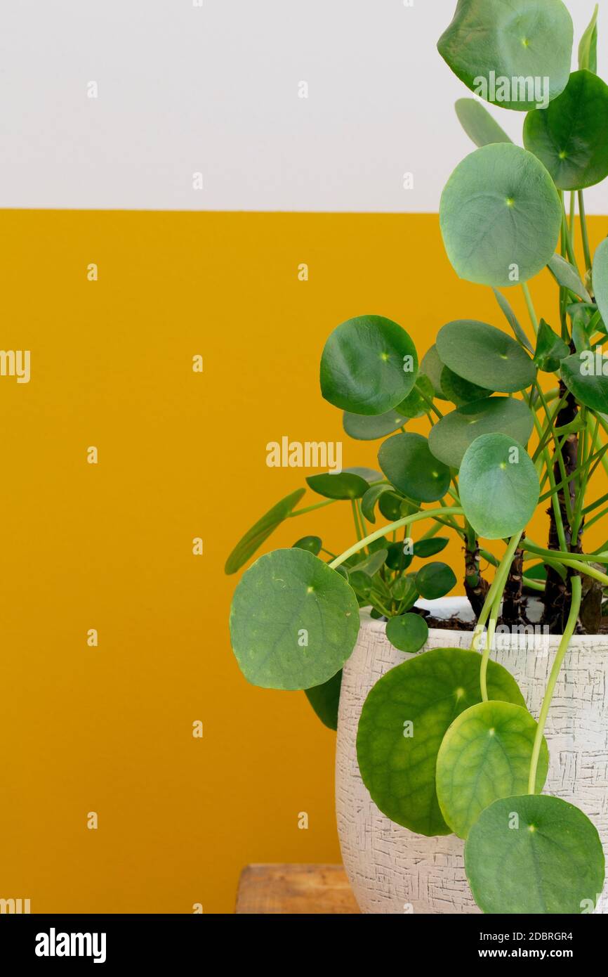 money tree decoration 24.8″ Feng Shui Decor Gold Coin Money Tree Resin for Office Living Room main image 0